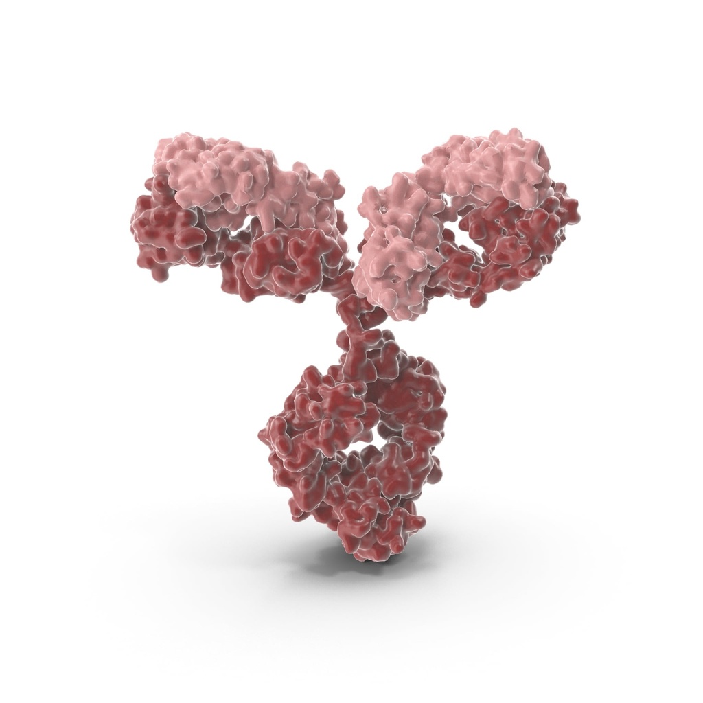 AAGAB Antibody   