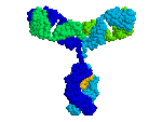 Gentaur CY 7 Antibody