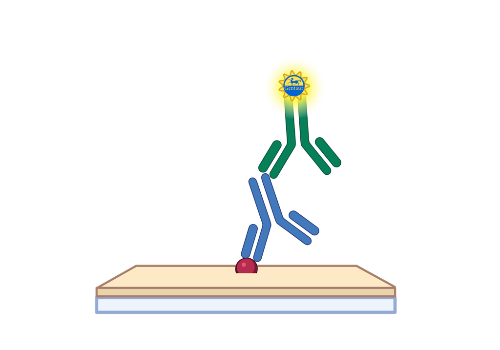 3-nitrotyrosine ELISA, Human