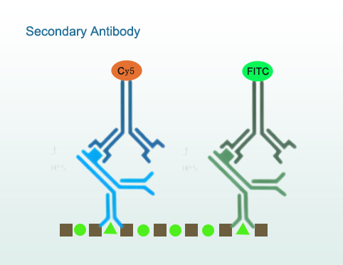Goat F(ab')2 Anti-Rat IgG Polyclonal Antibody