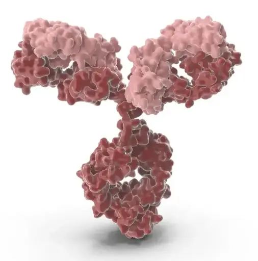 [CSB-PA327747LB01SVG] AAP1 Antibody  HRP conjugated   