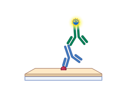 [GEN - EELC0045-5] α1-AGP ELISA, Canine